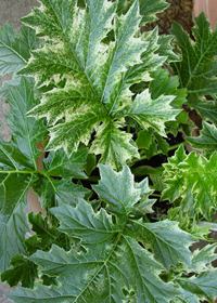 Acanthus mollis 'Tasmanian Angel'